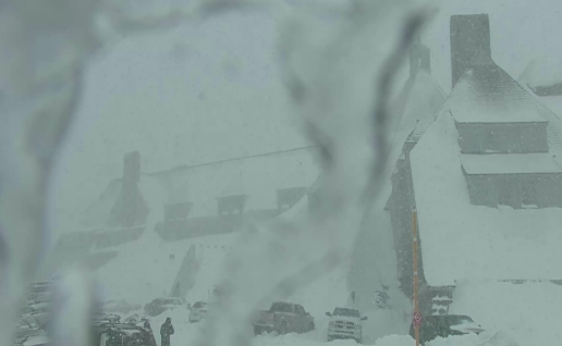 ShredHood tweet media