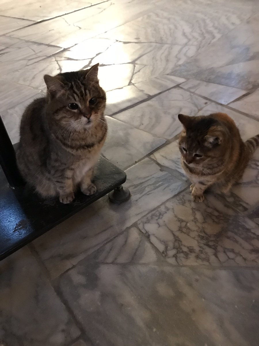DaM_Adventures's tweet photo. When we met Gli at the Hagia Sophia in Istanbul.
So sad to hear, Gli passed away in Septemer of 2020.
#HagiaSophia
#ObamaCat https://t.co/l0F2bKcQSD