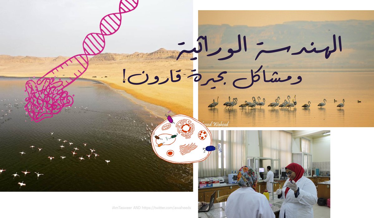 SynBioAr's tweet photo. The increase of #water salinity of the Lake Moeris in Egypt due to sewage and industrial wastes, was behind the inspiration of a team of Egyptian Students' project to desalinate water using Microbes!

https://t.co/KNaSEtEJ1x

#iGEM #waterday #WorldWaterDay2021 #synbio https://t.co/GWPu8Gw8Ew