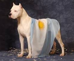 Se debuta contra rival difícil, no bajaremos la cabeza y daremos todo clasificar 🇦🇷😎

🏆 | <a href="/LigaFox/">Liga Fox 🦊</a> Clasificatorios
🆚 | #FreeAgentsAVD
🕰️ | 19 Pm 🇦🇷🇨🇱
📌 | Primera Ronda

#GoRARG