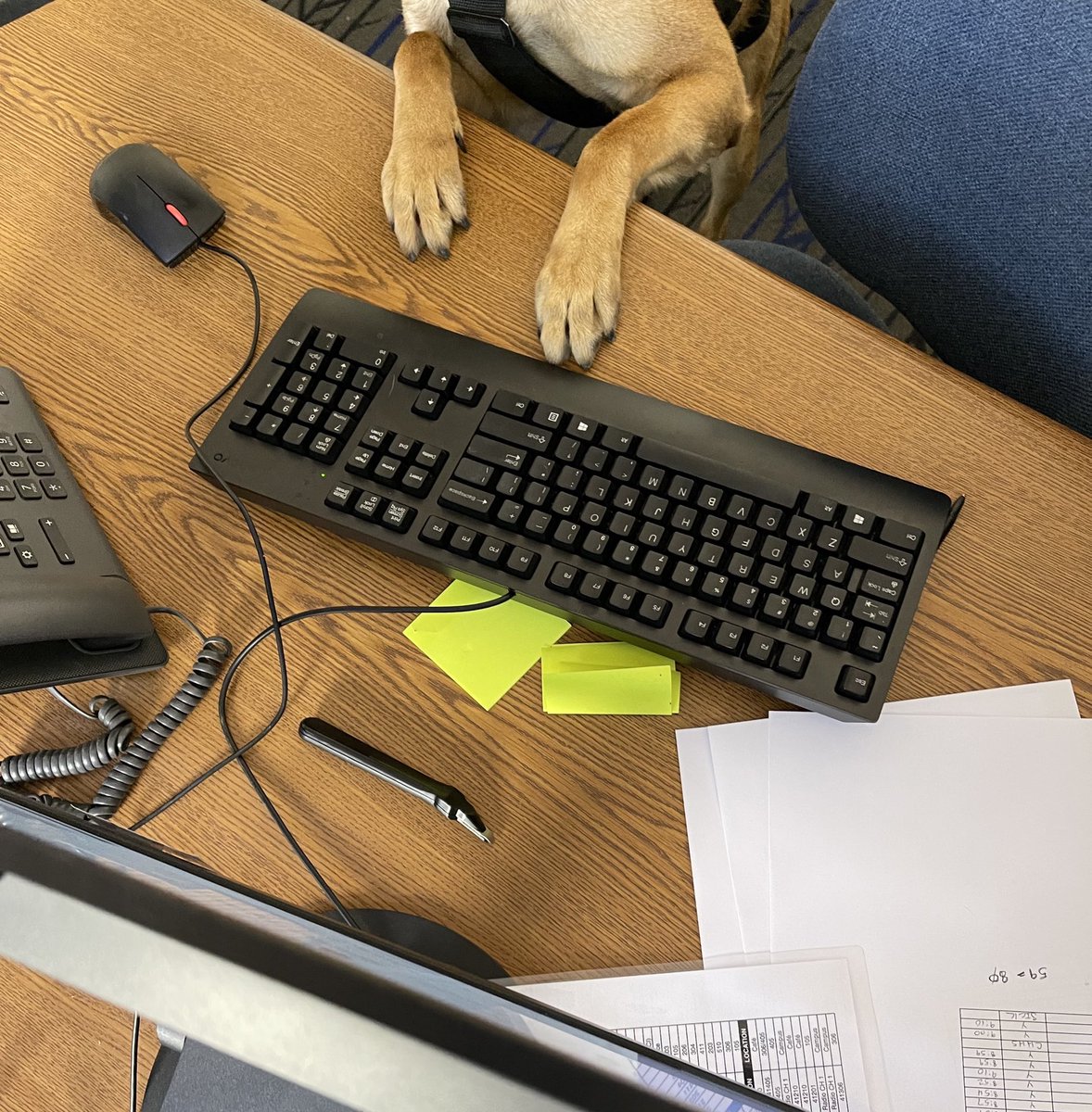 vvusdpdk9's tweet photo. So much to learn and study this week.  I could sure use a coffee break. #k9problems #vvusdpdk9 #k9journey https://t.co/ec4HTicPDZ