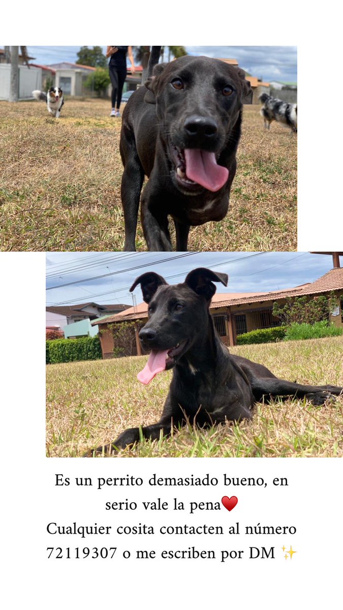 Ayudemne a encontrarle una familia a este perrito🤞🏻🤍
Porfa rt rt rt rt✨