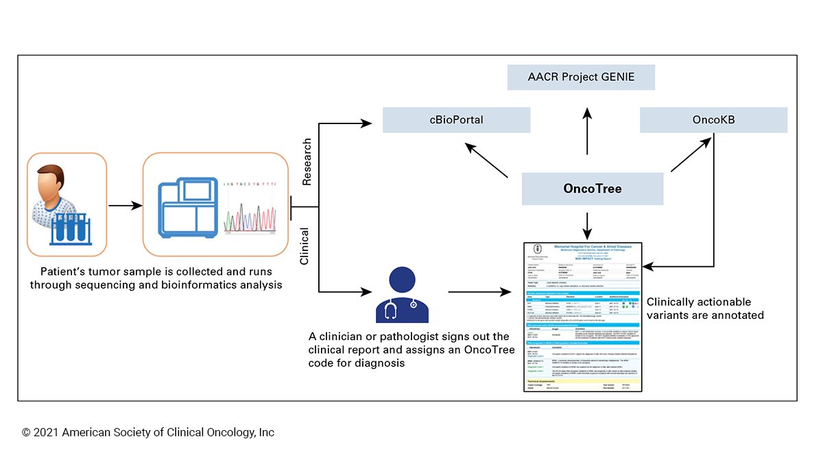 JCO_ASCO's tweet image. Review article: OncoTree community-driven cancer classification system for precision oncology fal.cn/3ecaJ #JCOCCI #precisiononc