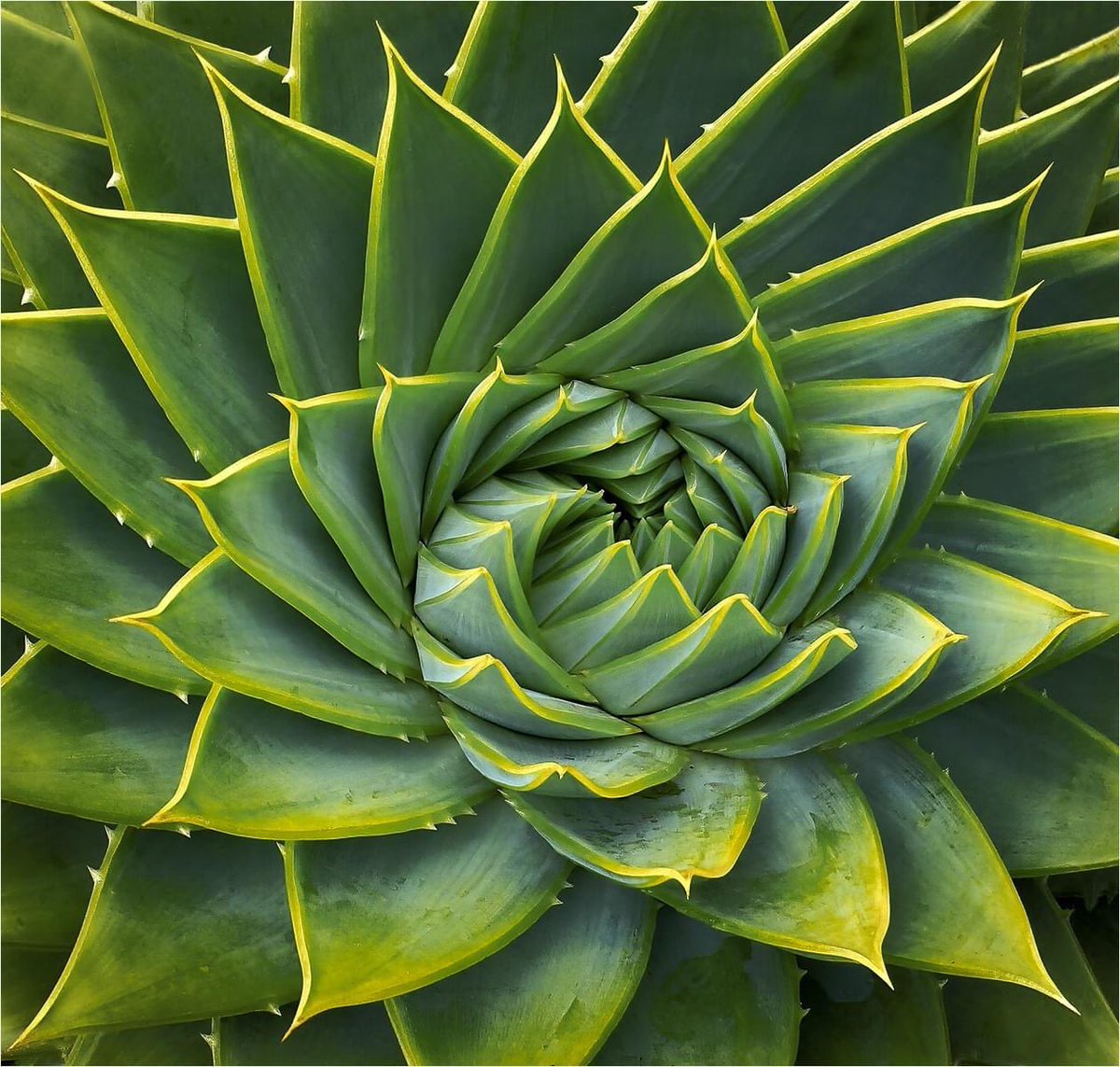 LewesCameraClub's tweet image. Image of the Year

This striking graphic image by Paul McDonald is our image of the year for 2020/21. Well done Paul!