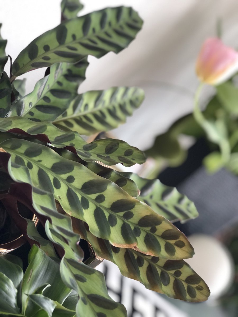 InteriorsProper's tweet photo. Growing with the flow..

Happy Spring!🍃🌷🍃 https://t.co/TUnEaEvGXF