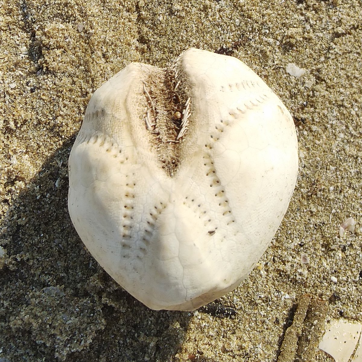 Senigallia tweet media