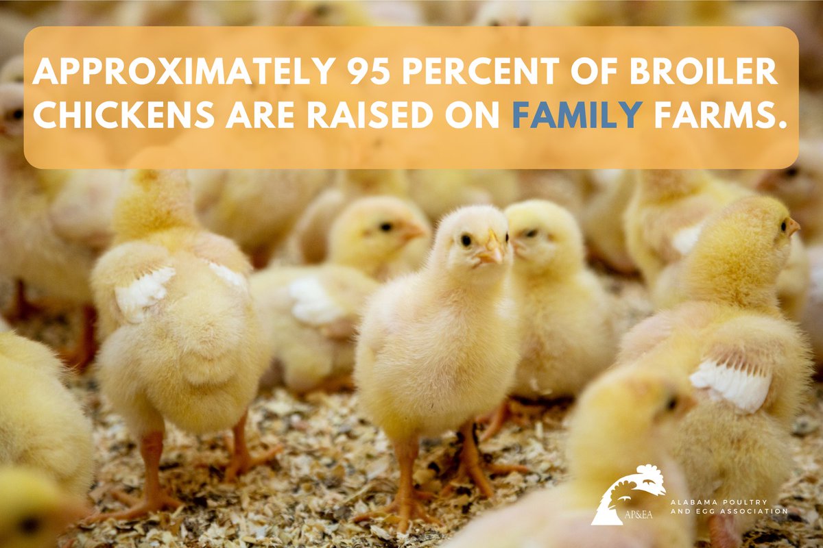 AlabamaPoultry's tweet photo. Across the country, family farms are the back bone of our agricultural industry. In fact, 95 percent of broiler chickens are raised on family farms. This #AgDay21, we thank all those who produce the food and fiber we need to survive. Happy #NationalAgDay! #ManyFlocksOneGoal https://t.co/8SlyZzVRTU