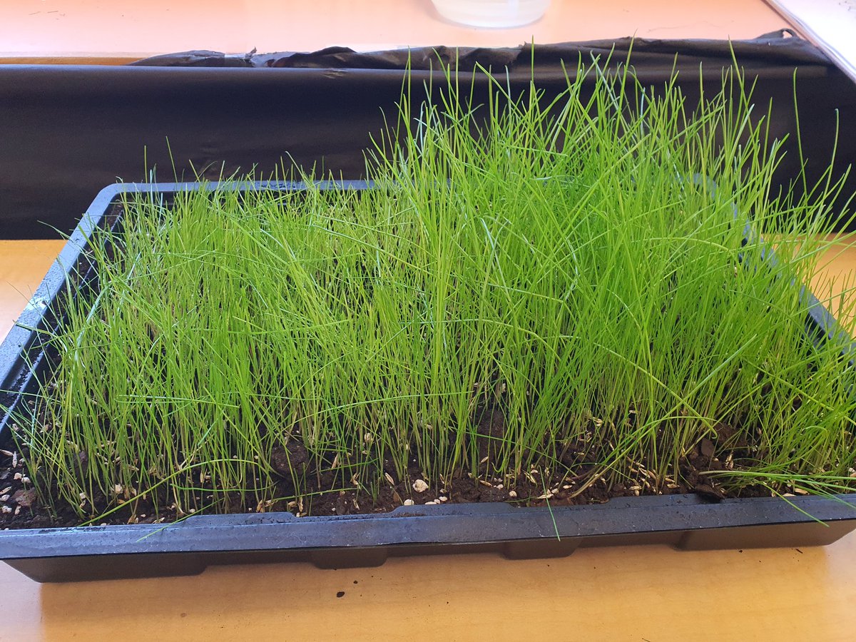GrowingMinds105's tweet photo. Our seeds have grown to🌱grass! We have cut one side shorter, we wonder how long will it take to grow again. https://t.co/oZ7ZRsuqx2