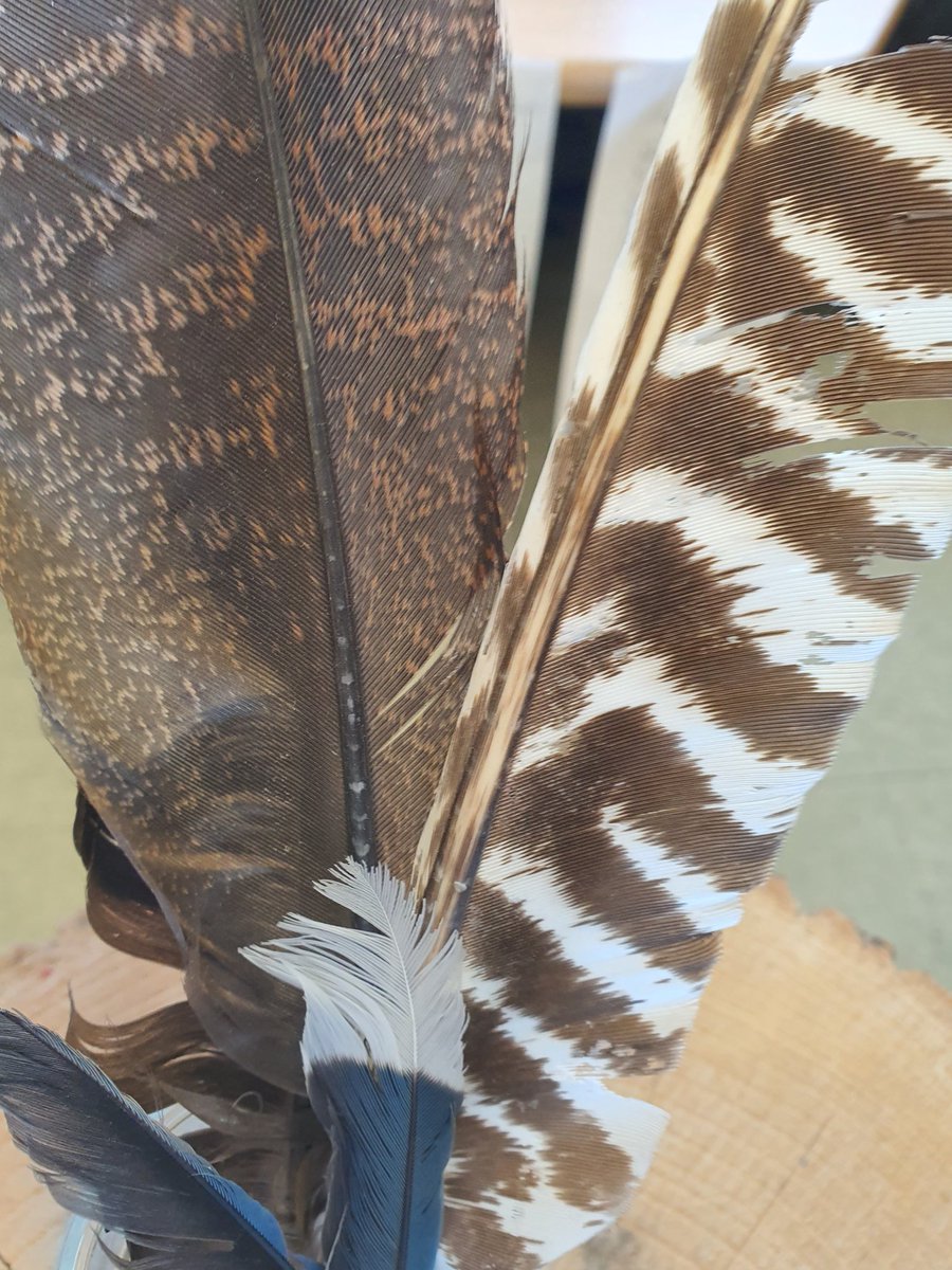 GrowingMinds105's tweet photo. Bird inquiry 🪶🐦🦆. What do you wonder? https://t.co/BiUTIcUXpC