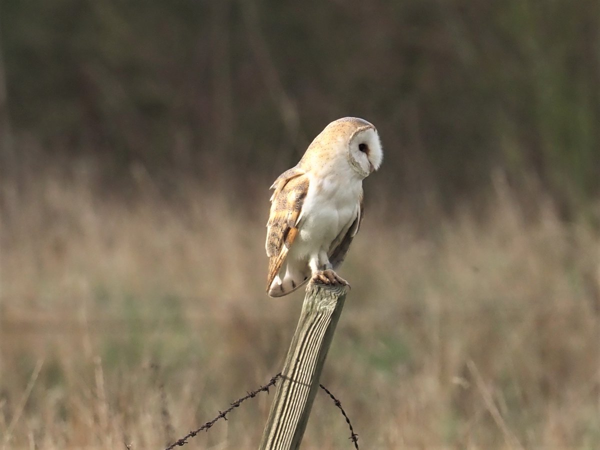 andymarts57's tweet photo. Shared from Photos app
1 photo This Barn owl resting https://t.co/rMg08ziNUs
