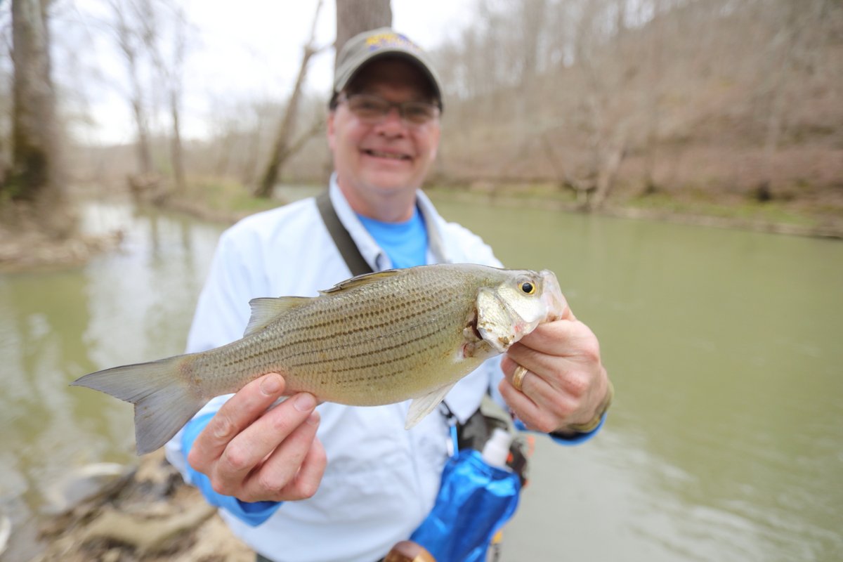 kyfishwildlife's tweet photo. A portion of Old River Road paralleling the Salt River in Anderson County is now open for anglers wanting better access to fish the headwaters of Taylorsville Lake for the spring white bass run.

https://t.co/tGU58cmhAl https://t.co/ebHsDPzweV