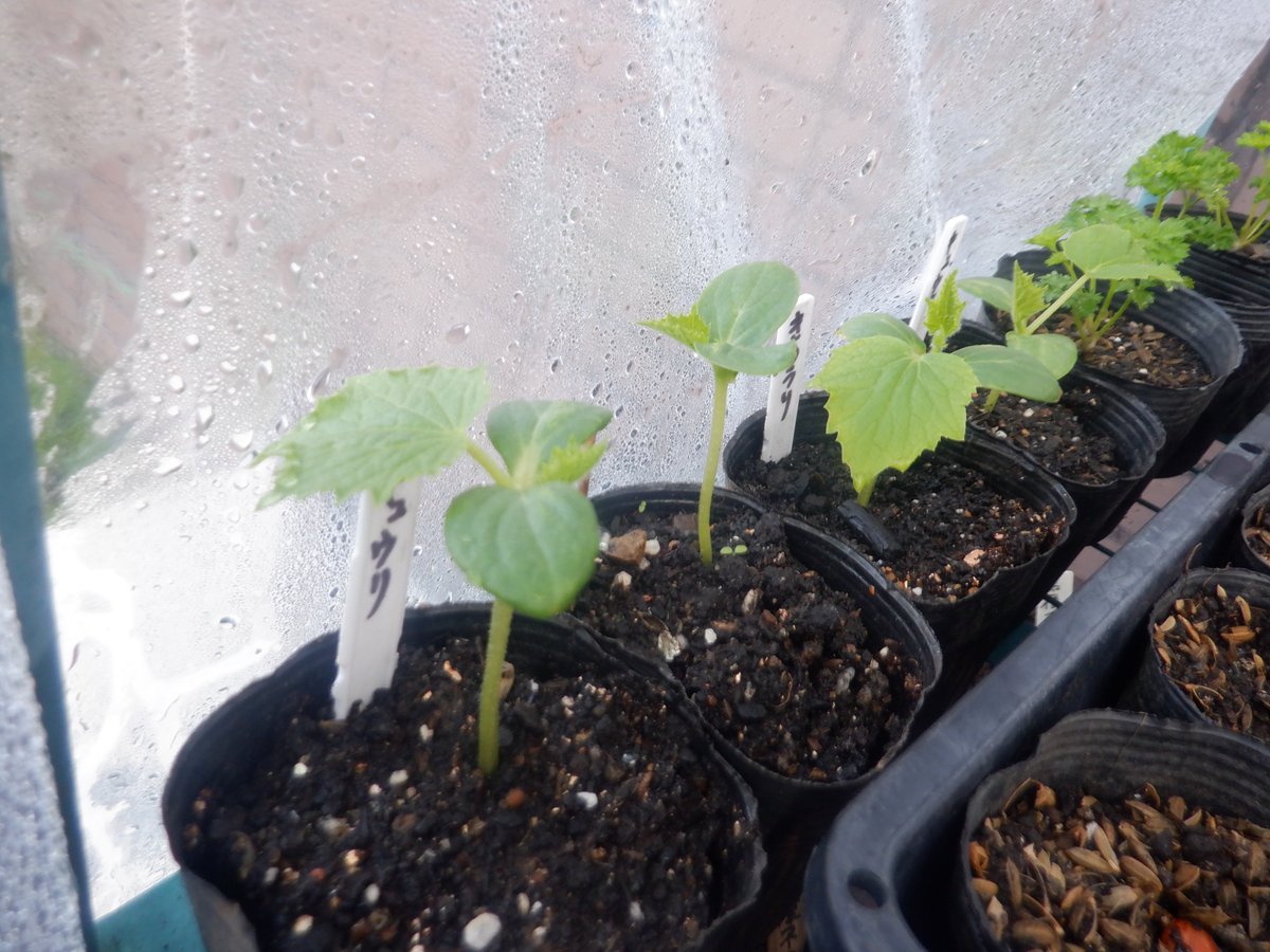 うさ 3 17 双葉が日焼けしちゃったきゅうりもあれば 無事だったきゅうりもあります 3 22 奥3ポットが葉焼けした先行 きゅうりです 葉焼けした株はその後の成長が鈍くて後からきゅうりに追い越されてしまっているようです