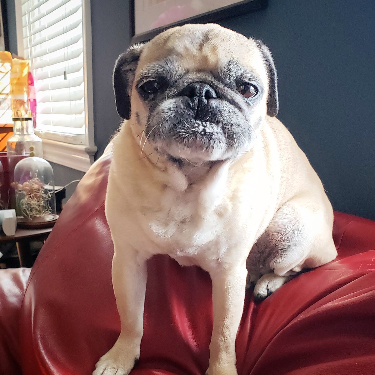 funaek's tweet photo. Don't mess with Rosy! (It makes her even more anxious!) #rosyposy #lilpugbean #lilbean #anxiousbean https://t.co/vLz7k35dnK