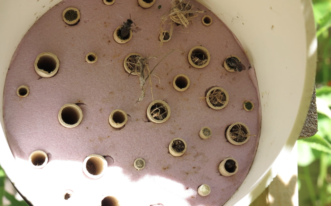 LiveGreenTO's tweet photo. #DYK that #Toronto is home to 364 species of native bees AND that most of them nest in cavities or under the ground? Learn more at our upcoming Toronto's Wild Bees workshop with @jscottmacivor this Wednesday @ 12PM. #CityofTO #VirtualRAWF Register here: https://t.co/C7zM15syfr 🐝 https://t.co/6TVroskZIS