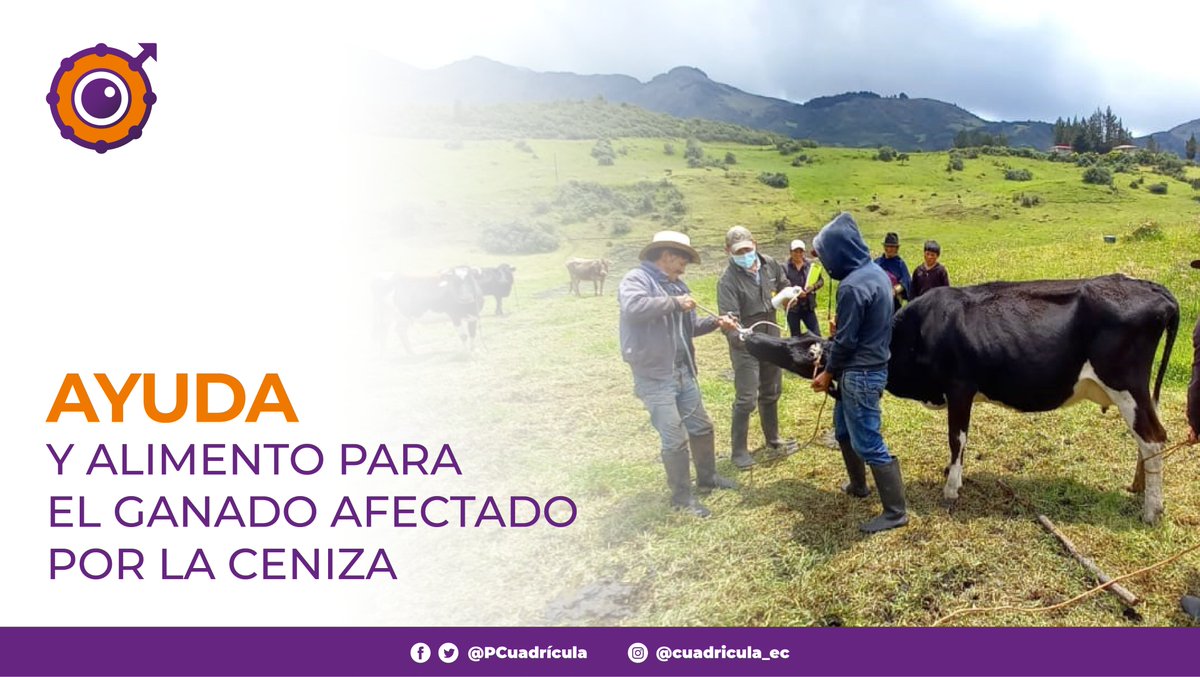 PCuadricula's tweet photo. AYUDA Y ALIMENTO PARA EL GANADO AFECTADO POR LA CENIZA.

Noticia: https://t.co/0SMFdNxxla
.
.
¡Síguenos en nuestras redes sociales para más contenido!
.
.
#ecuador #cuadricula #chimborazo #sangay #MAG #productores #ganaderos https://t.co/fjZS2qMF83