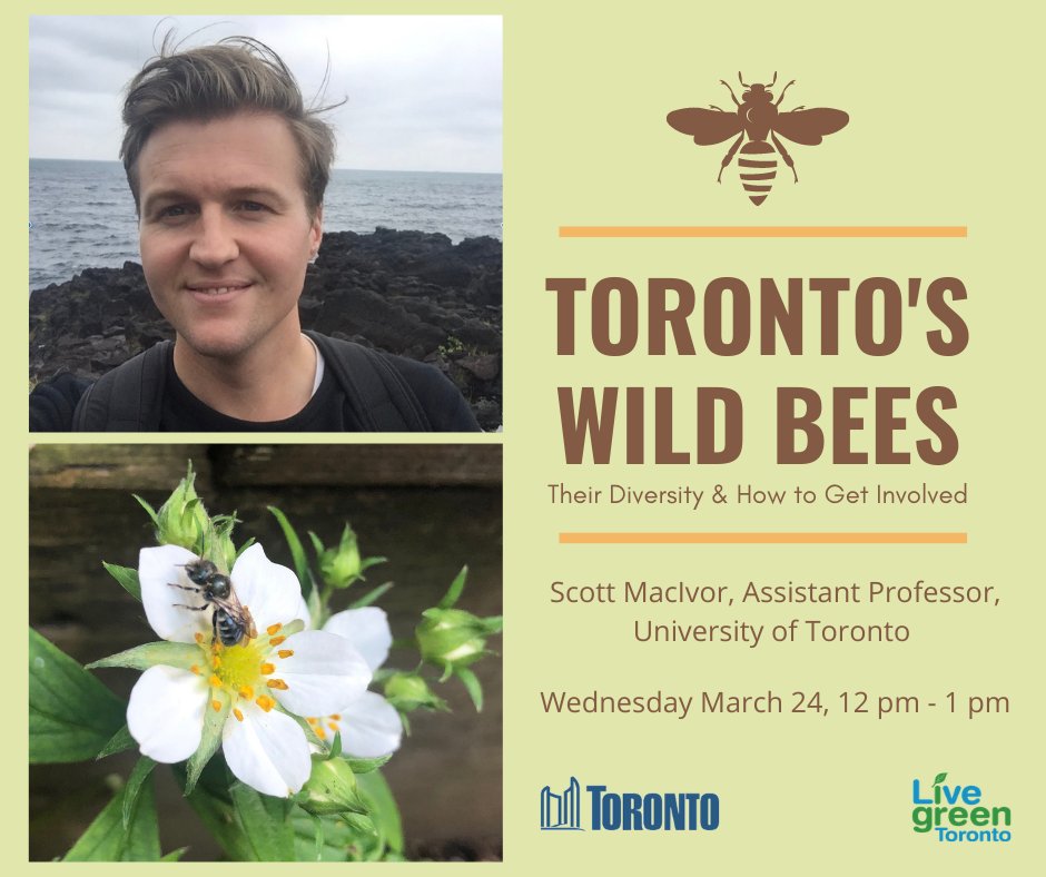LiveGreenTO's tweet photo. #DYK that #Toronto is home to 364 species of native bees AND that most of them nest in cavities or under the ground? Learn more at our upcoming Toronto's Wild Bees workshop with @jscottmacivor this Wednesday @ 12PM. #CityofTO #VirtualRAWF Register here: https://t.co/C7zM15syfr 🐝 https://t.co/6TVroskZIS