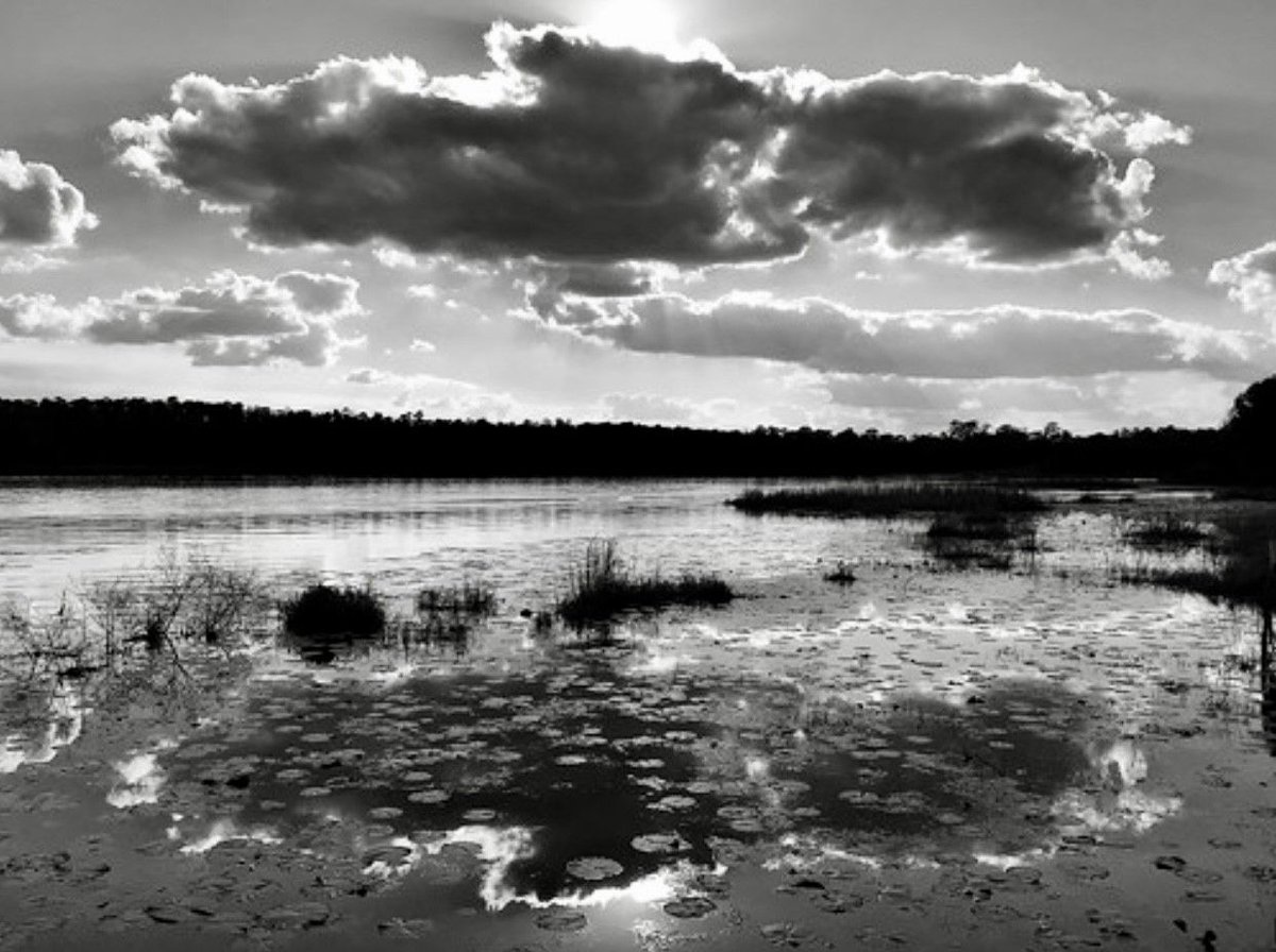 Maclayschool's tweet photo. Congratulations to fourth grader Blythe Lewis for her 1st place photo in @gadsdenarts Museum Black and White Photography contest. Lewis's photo titled "Lake View" was taken on Lake Hall in Tallahassee.   #truebluemaclay #maclayfinearts #beinspired #maclaylowerschool https://t.co/BCWSgD29Ph