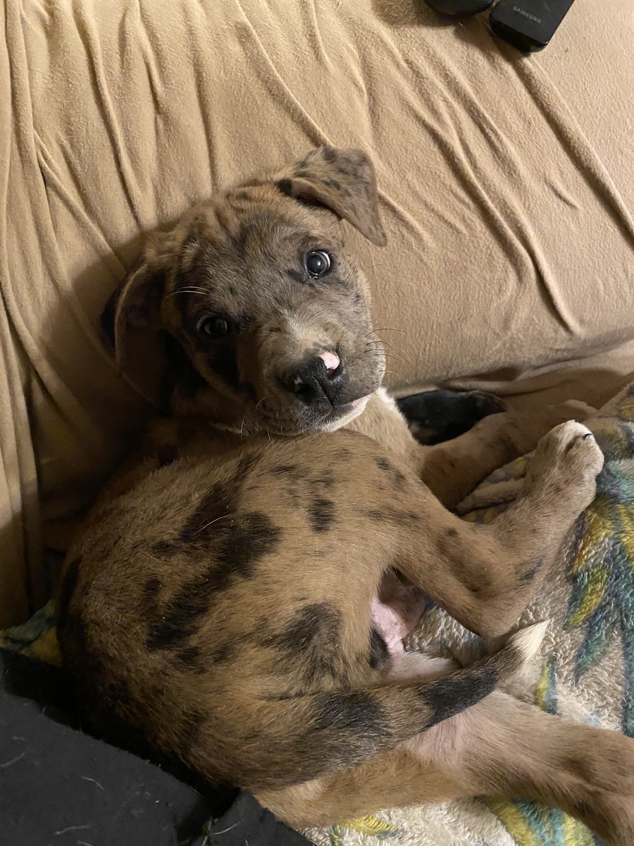 casey__ann_'s tweet photo. I got a new puppy yesterday🐶 https://t.co/7ewKEBKPXW