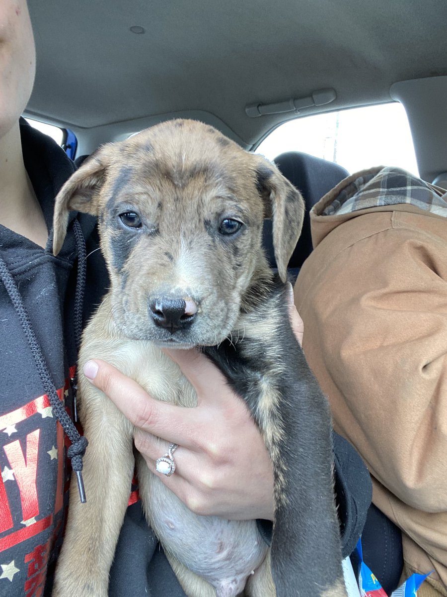 casey__ann_'s tweet photo. I got a new puppy yesterday🐶 https://t.co/7ewKEBKPXW