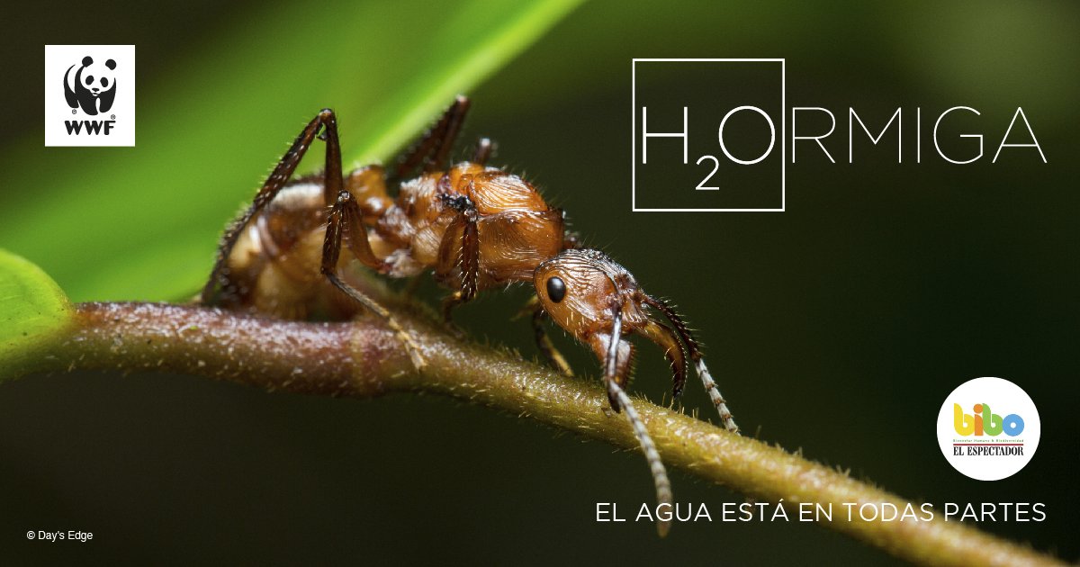 BIBOCol's tweet photo. El agua es el recurso más preciado del planeta, esencial para la salud, los alimentos, la energía y el buen funcionamiento de la naturaleza. Y, en Colombia, es una de nuestras mayores riquezas naturales. ¿Cuál es tu mensaje #H2Oy con H20 para resaltar la importancia del agua? 👇 https://t.co/SHlEfG2TQm