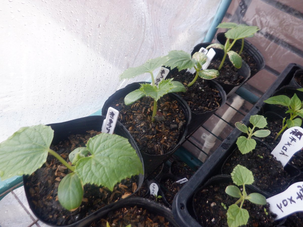 うさ 3 17 双葉が日焼けしちゃったきゅうりもあれば 無事だったきゅうりもあります 3 22 奥3ポットが葉焼けした先行 きゅうりです 葉焼けした株はその後の成長が鈍くて後からきゅうりに追い越されてしまっているようです