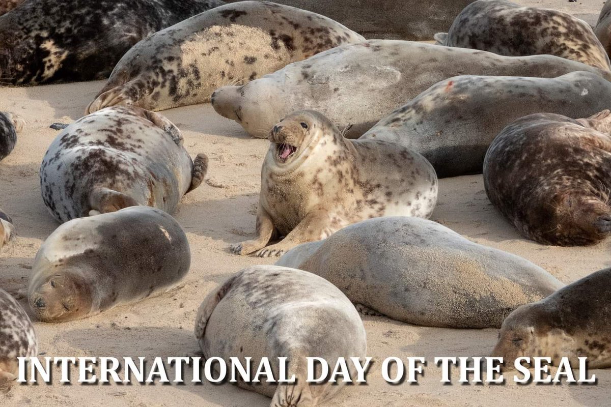 CornishSeals's tweet photo. https://t.co/RLfjBYDLCO