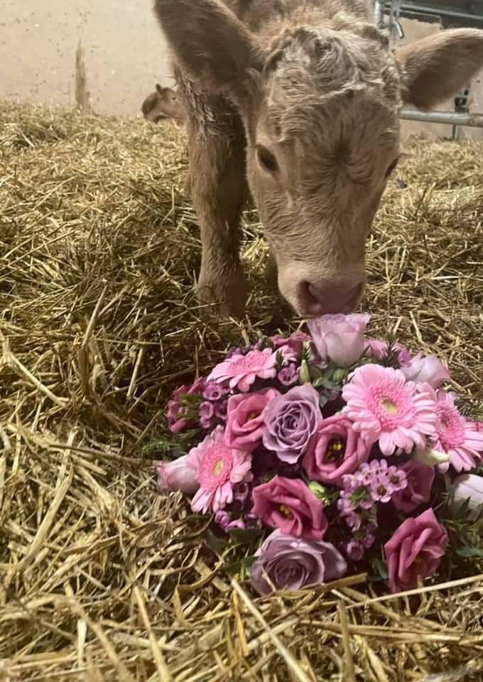 FlowerSchoolIE's tweet photo. We love seeing photos of our online students work 😀😀

Our next module 1 starts 2nd June. 
For more details click this link 

https://t.co/TpAXW9DOK7

#FarmingTwitter #farming #florist #onlinelearning  #floristryclass #KaysFlowerSchool #FlowerReport #floristry #coosday #calf https://t.co/EhDrxyQaWs