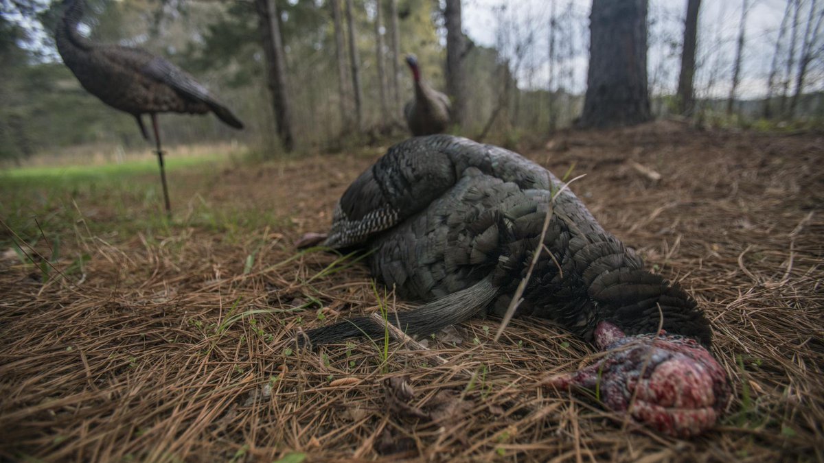 MONDAY MOTIVATION: Hope you're already putting the smack down on this first week of Spring! 🦃 #GoFurther

#HuntLonger #turkeyhunting #turkeyseason