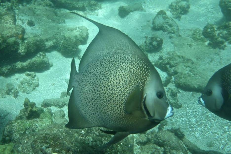 Jordan says: "Knowing the work I put towards research and protection of coral reefs is working towards the preservation of healthy ocean waters is important to me. Local communities within the Carribean rely on protected healthy aquatic environments to provide habitat for fish"