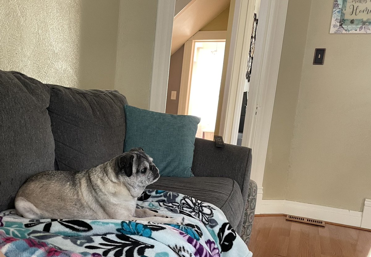 My dog Harlo is fascinated by 
<a href="/CodedBias/">Coded Bias Documentary</a>. She won’t look away! 

#CSinPA