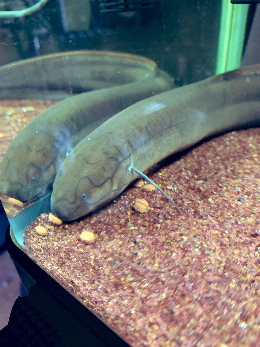 レピドシレンパラドクサ