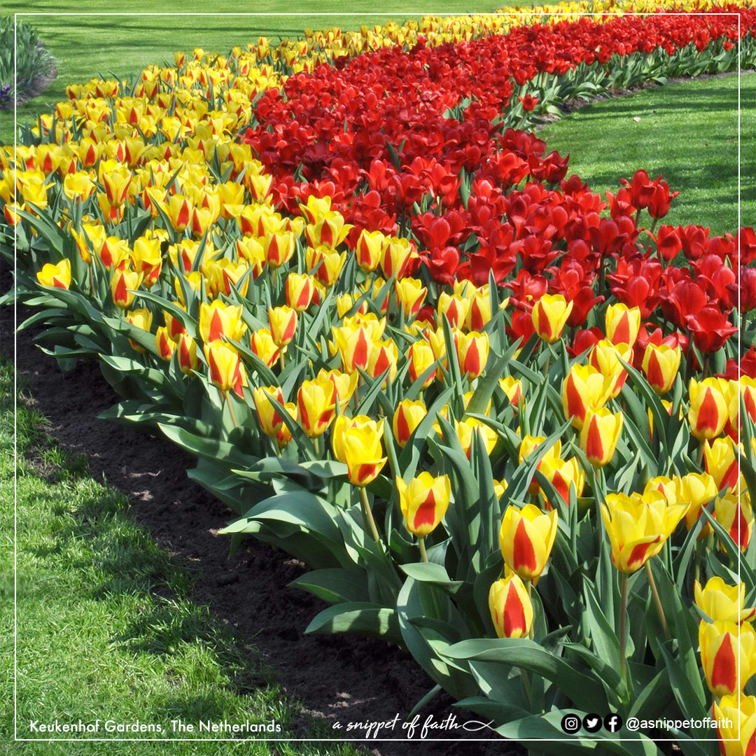 asnippetoffaith's tweet photo. What a great comfort to know that our loving God is right next to us to help us get through whatever situation we are in. Truly He loves us &amp; deeply cares for us. 
 https://t.co/CduZtc808V

#Psalm3418 #Keukenhof #godisclosetothebrokenhearted https://t.co/b2r2vX5zZA