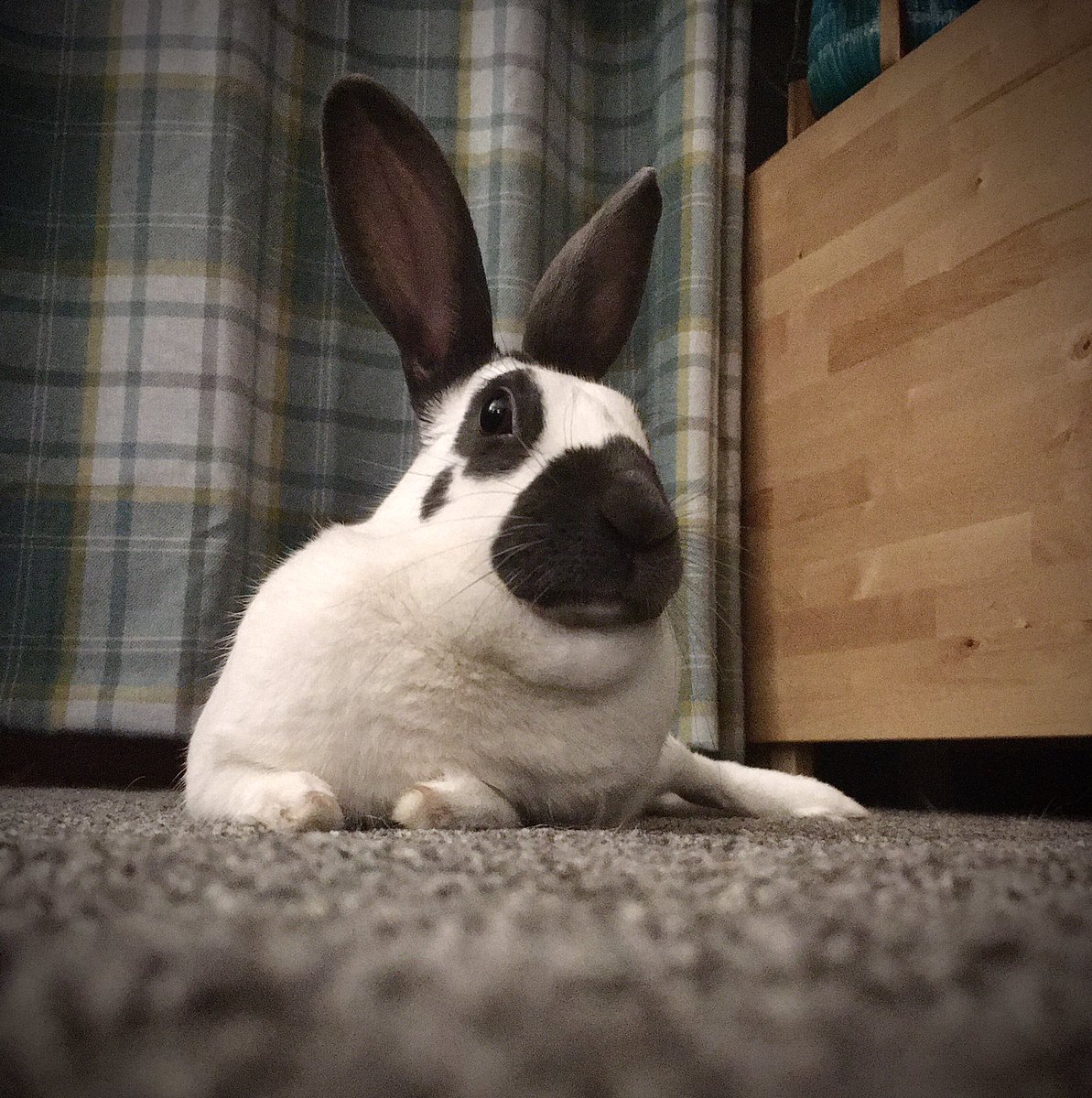SarahWoodfin6's tweet photo. Long day in series of long days.
Good to come home to long ears. π°
#houserabbit #grumpypets https://t.co/KDgWRzQCpN