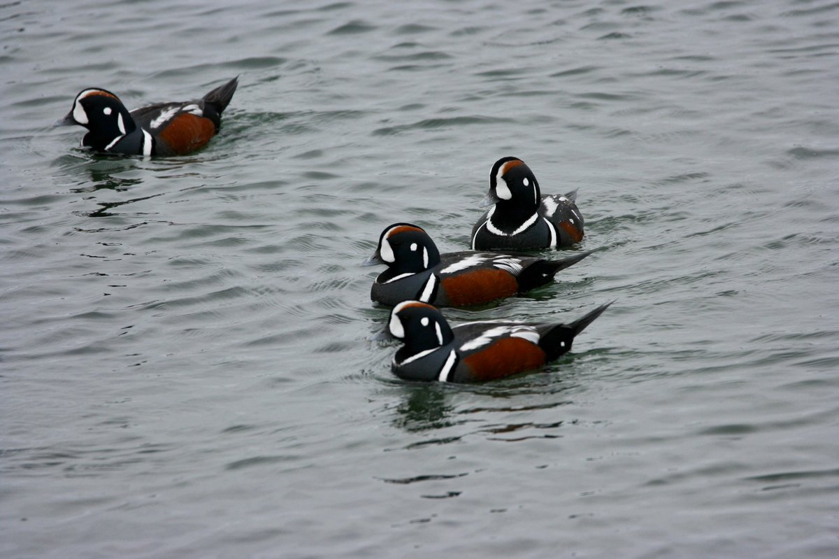 What right do harlequin ducks have being so striking?