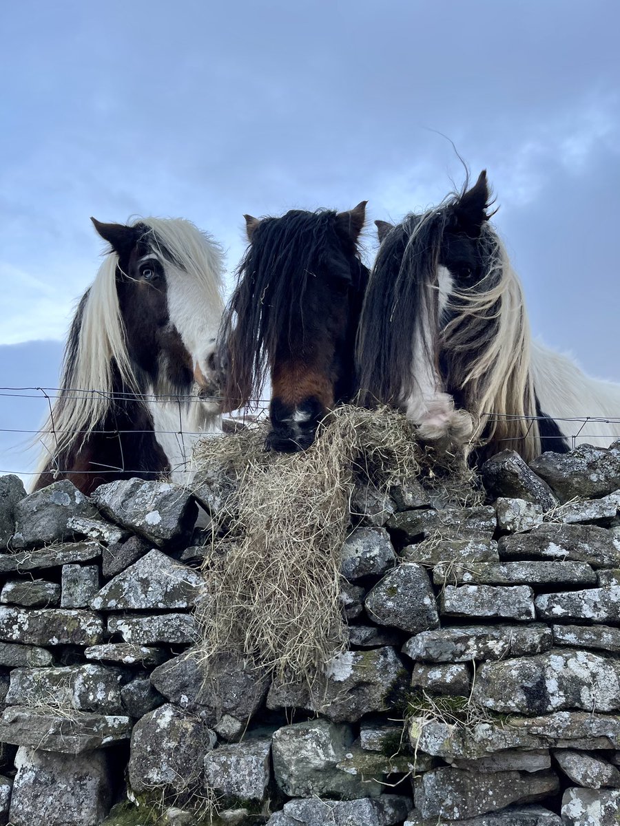 AmandaOwen8's tweet photo. 🌾Hay on its way.🌾
I really moustache you to wait patiently. 🐴🐴🐴 

#moustache #hairy #horses #cobs #vanners https://t.co/TlroTi8801