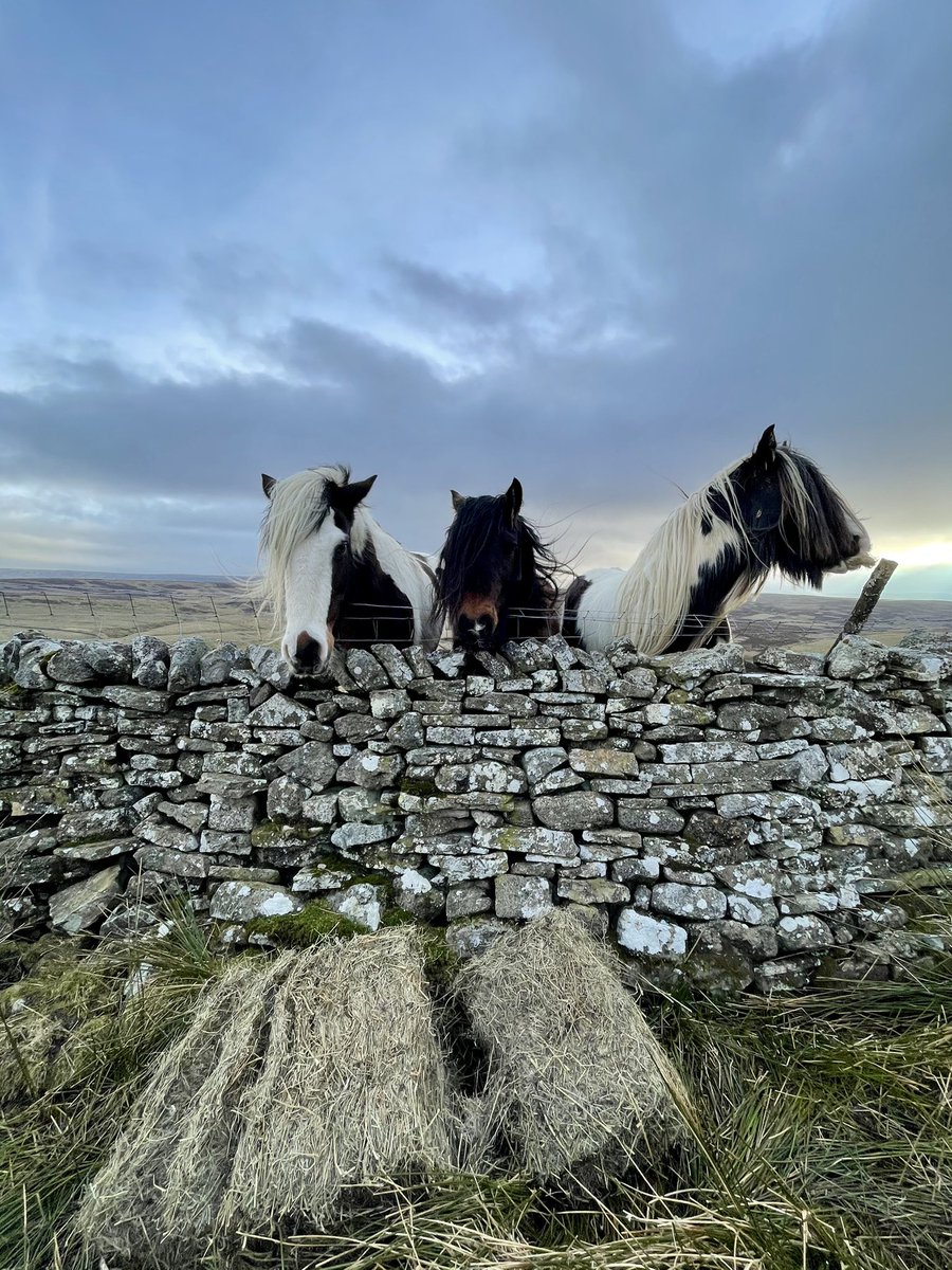 AmandaOwen8's tweet photo. 🌾Hay on its way.🌾
I really moustache you to wait patiently. 🐴🐴🐴 

#moustache #hairy #horses #cobs #vanners https://t.co/TlroTi8801