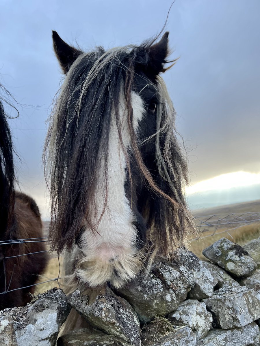 AmandaOwen8's tweet photo. 🌾Hay on its way.🌾
I really moustache you to wait patiently. 🐴🐴🐴 

#moustache #hairy #horses #cobs #vanners https://t.co/TlroTi8801