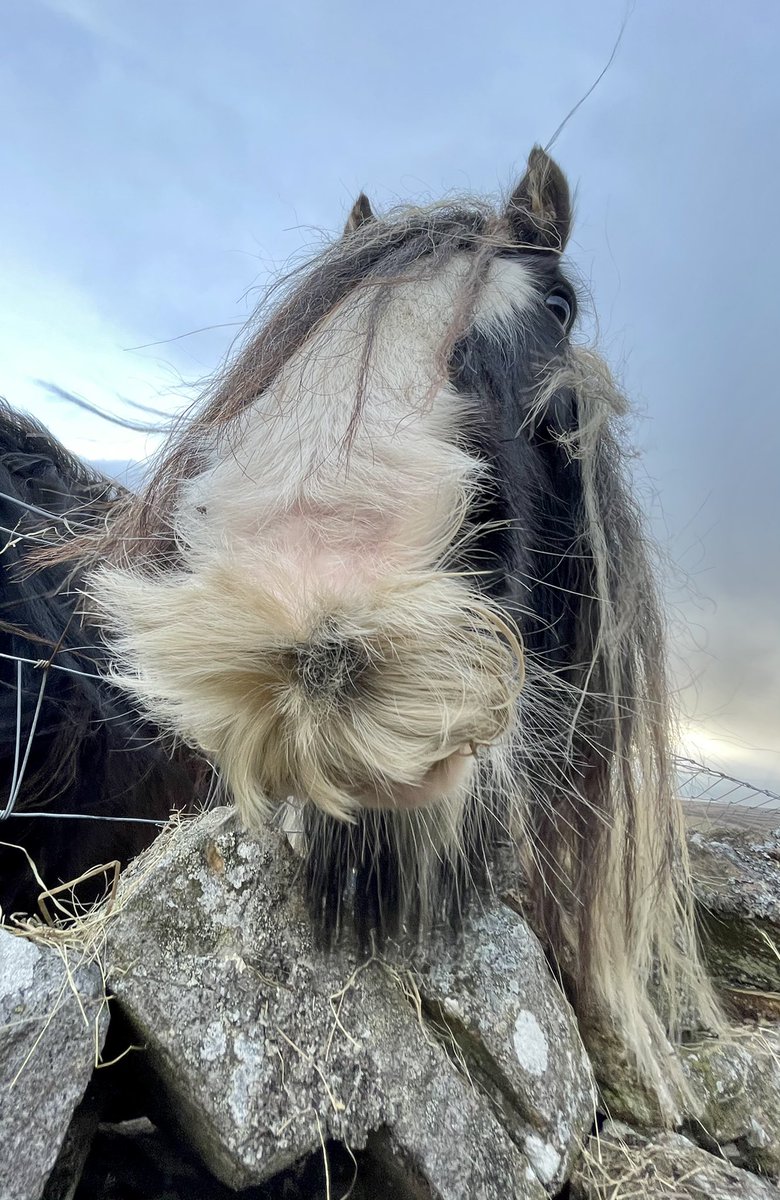 AmandaOwen8's tweet photo. 🌾Hay on its way.🌾
I really moustache you to wait patiently. 🐴🐴🐴 

#moustache #hairy #horses #cobs #vanners https://t.co/TlroTi8801