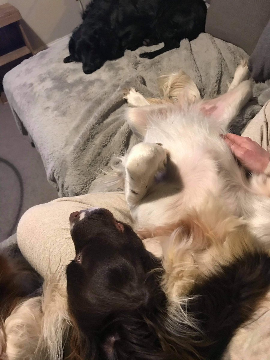 SpanielAidUK's tweet photo. Boots has just arrived in foster assessment and heβs already on the sofa π± no more info at this time please #springer_spaniel #Lincolnshire #lincs #DogsofTwittter #dogoftheday #spaniel #dog #dogs #RescueDogs #DogLover #spaniel_rescue https://t.co/mfklItBsGM