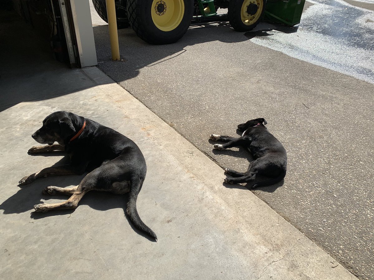 turfman31's tweet photo. After a long walk inspecting the entire property, it’s time for an afternoon nap in the sun. @TaytheMechanic @DogsOfTurf #shopdogs #lookingclean #syngenta #bayer #turflife #beautifulday #Muskoka #therockgolf https://t.co/ZeLBXNi2h4