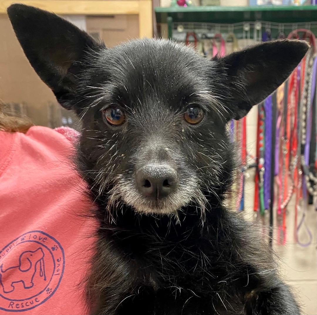 KentAnimal's tweet image. Have you seen our latest news? conta.cc/3f50wuE