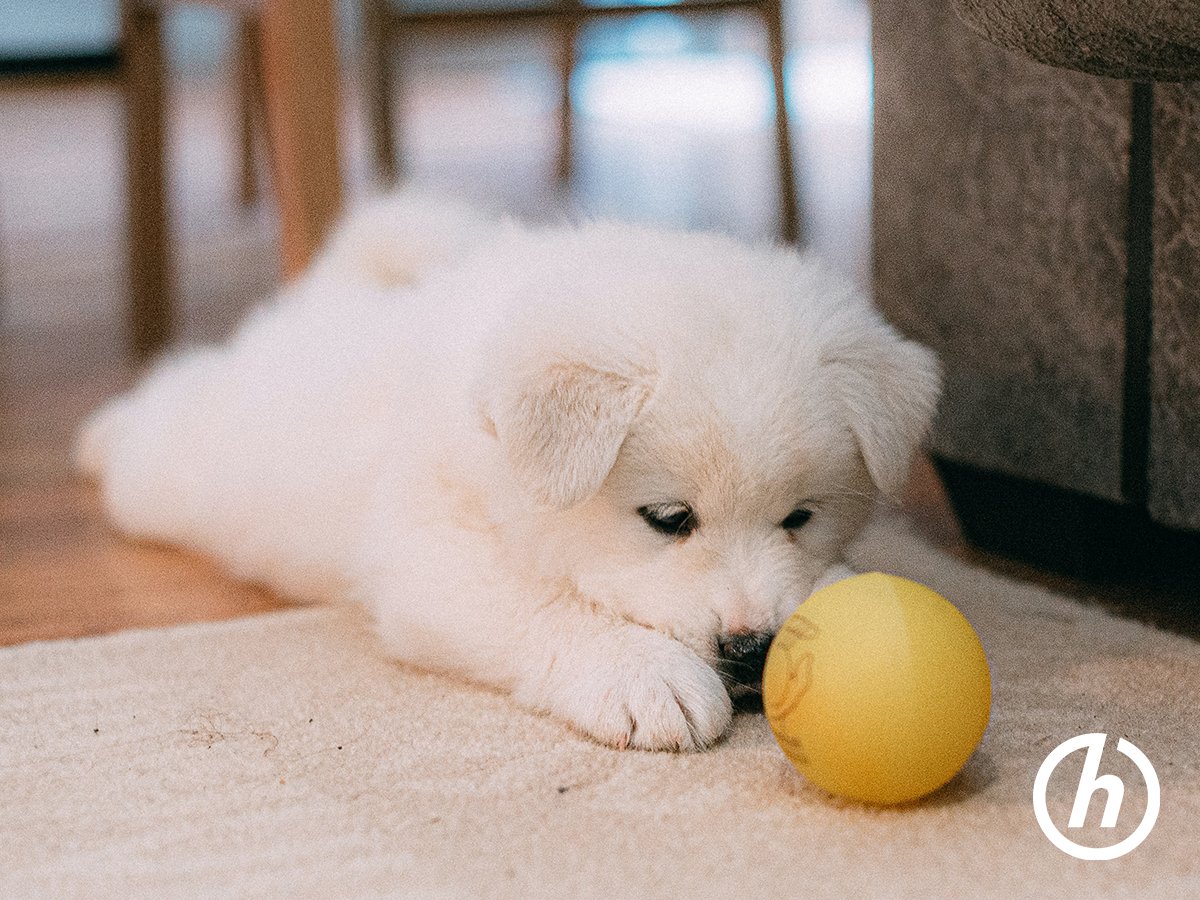 openhost's tweet image. It's National Puppy Day! Show us pics of your furry friends 🐾🐕