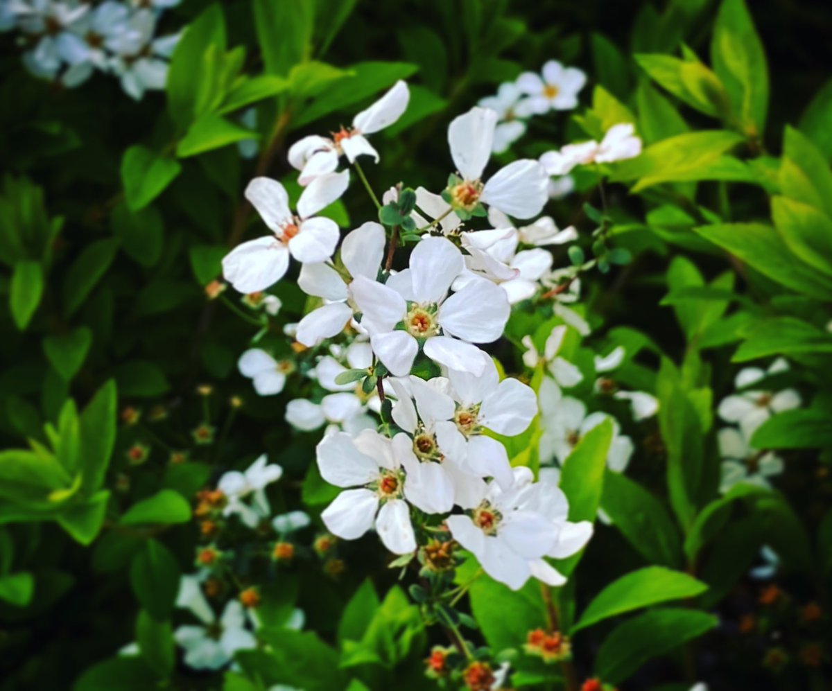 necohira2's tweet photo. #Haveaniceday with #Safety😊✌️🎶

#Keepsafety #Savelife #Spring
#Goodmorning 
#Bonjour
#Bonjorno
#早上好
#おはようございます

#花🌸　#flowers🌸🌸🌸 
#幸せな時間 💚　#ていねいな暮らし #春🎶

supported by JP🇯🇵U25 Girls Life-care Office, Lyon🇫🇷 https://t.co/VJOvw1ccf6