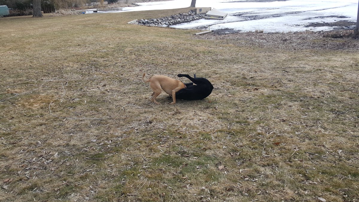 SansTesticlees's tweet photo. 2 headless dogs fighting. https://t.co/zwdWmIr1SY