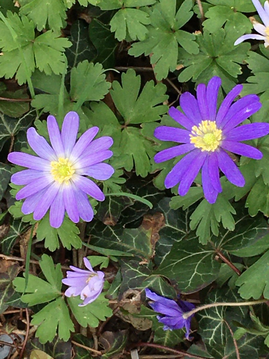 RoseMSaliba's tweet photo. Spring! And new beginnings... https://t.co/9WzfIMokGC