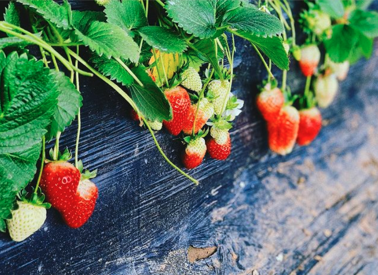 Some sad news from strawberry growers in Queensland who have had to reduce the size of their crops by up to 35% due to worrying labour shortages 🍓
#freshproduceaustralia #strawberrygrowing #strawberrygrowers #agaustralia #agriculture #farming 

freshplaza.com/article/930259…