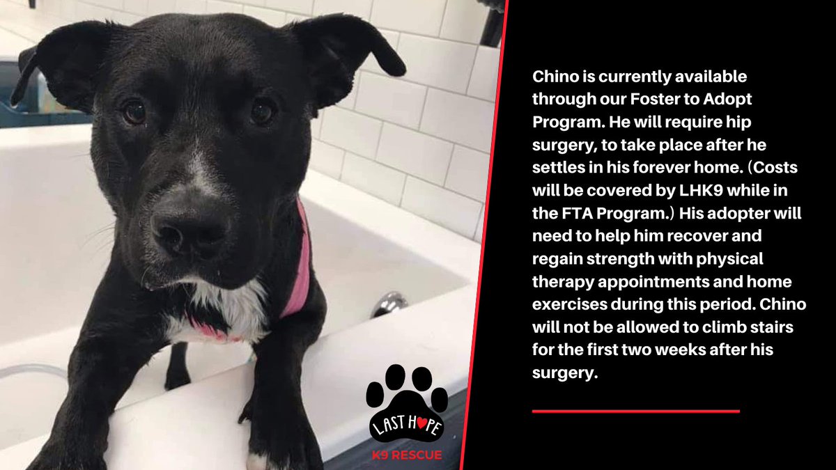 Meet our #ManCrushMonday! Chino's a handsome, lovable, snuggly guy. He's eager to learn & food motivated so would make a fantastic training buddy. New people & experiences make Chino a little nervous. He's hoping for a patient adopter to show him the world isn't too scary! #MCM
