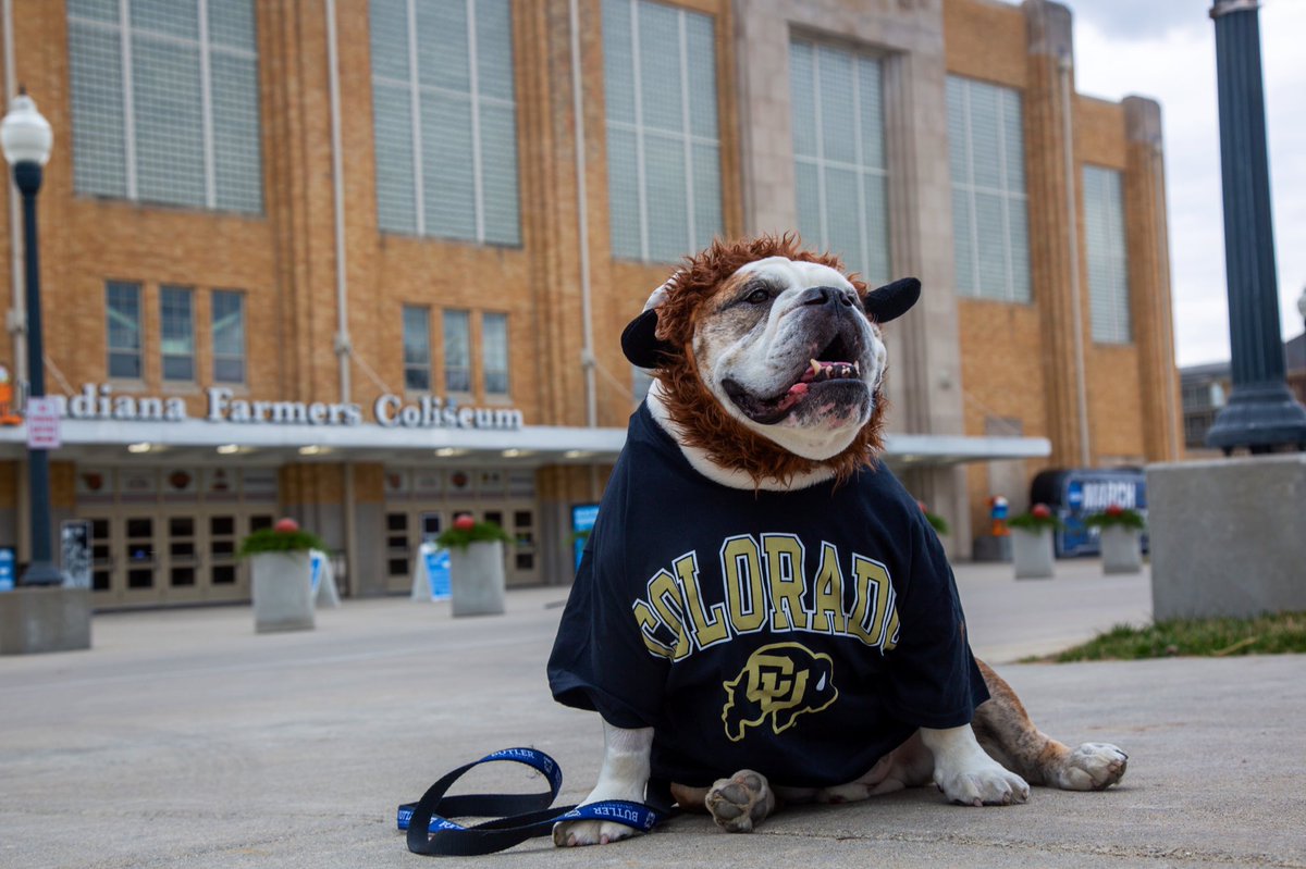 ButlerBlue3's tweet photo. When @TheButlerBlue asked me to come out of retirement to serve as Deputy #MayorOfMarch, this was not what I had in mind. But retirement or not, I’m up for this if it means supporting @CUBuffsRalphie. Go Buffs!
#TripsPicks | #MarchMadness https://t.co/ImFYsIv0C9