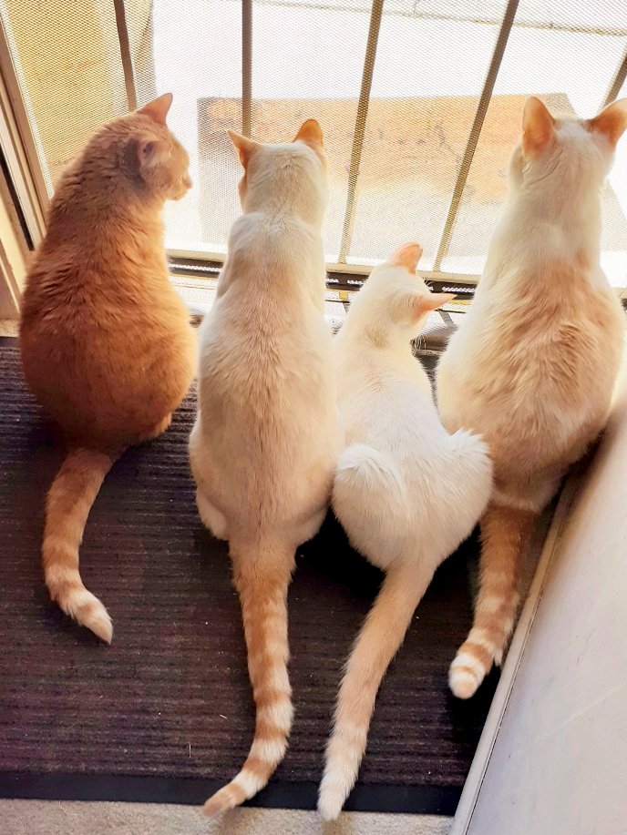 FirstMatePet's tweet photo. Coach Benโs beautiful FirstMate kitties ๐ป
.
.
.
๐ธ: Ben | #MyFirstMate
#cat #cats #catlover #kitten #kitty #meow #cute #love #pet #catoftheday #pets #kittens #world #animals #gato #animal #catlife #cutecat #catlove #meowwednesday #ilovemycat #catslife #catsoftheday #meow https://t.co/e5BLkXuIli