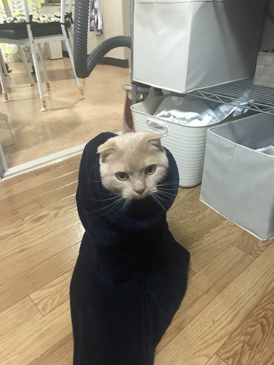 ひかりあんどー Sai 妖怪猫ズボン ひかりあんどー Sai 妖怪猫ズボン